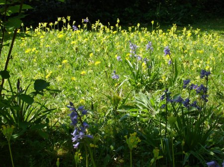cowslips